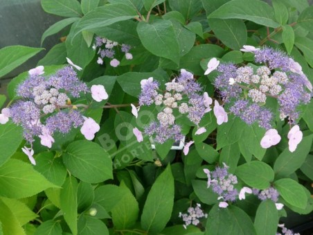 HYDRANGEA aspera 'Anthony Bullivant'