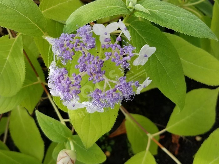 HYDRANGEA involucrata 'Late Love' en fleurs