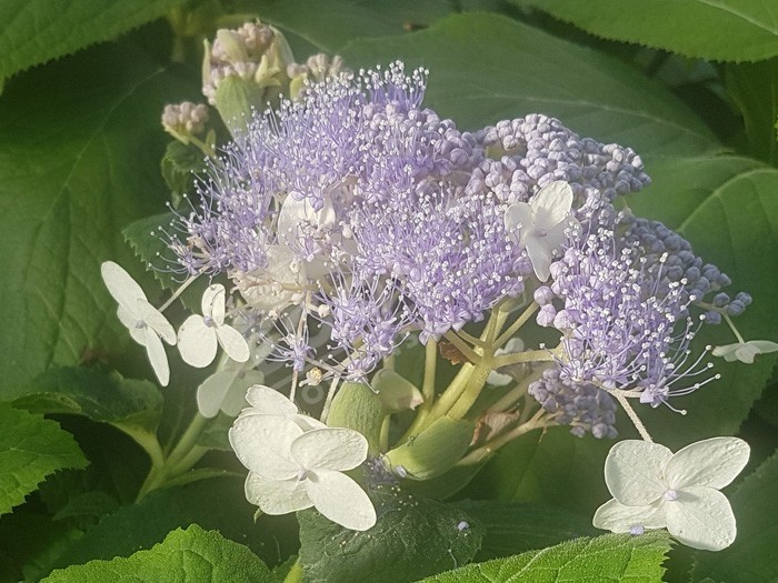 HYDRANGEA involucrata 'Late Love' en fleurs