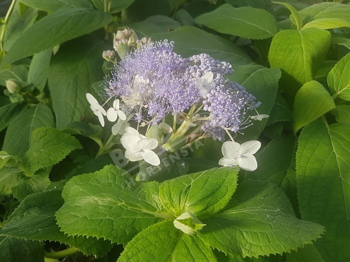 HYDRANGEA involucrata 'Late Love' en fleurs