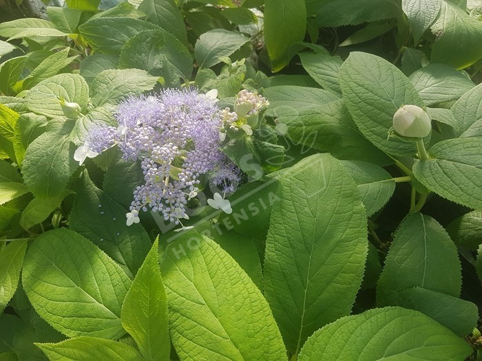 HYDRANGEA involucrata 'Late Love' en fleurs