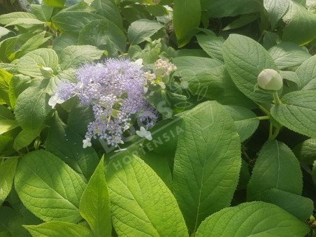HYDRANGEA involucrata 'Late Love' en fleurs