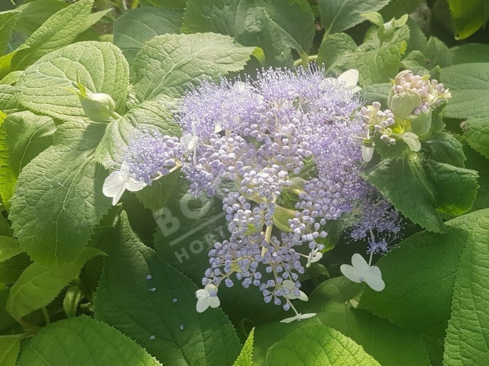 HYDRANGEA involucrata 'Late Love' en fleurs