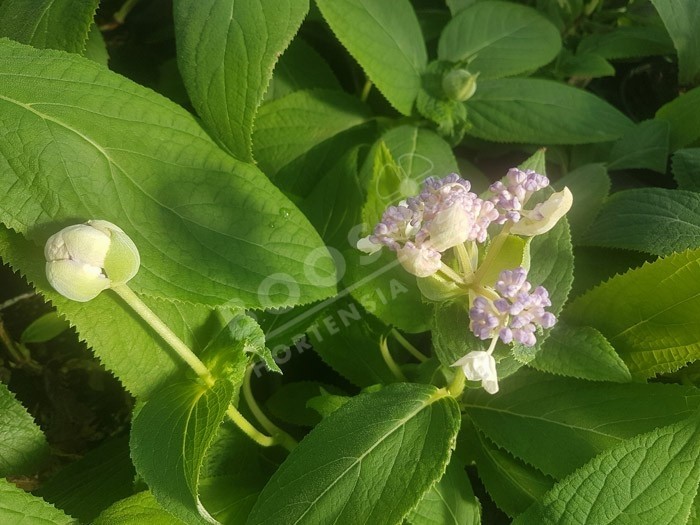 HYDRANGEA involucrata 'Late Love' en fleurs