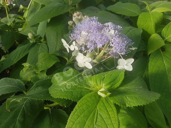 HYDRANGEA involucrata 'Late Love' en fleurs