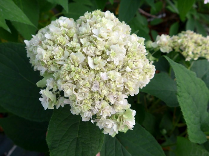  HYDRANGEA involucrata 'Yokudanka' début floraison