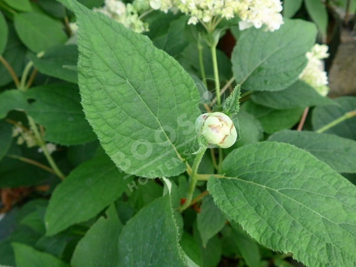 bouton floral HYDRANGEA involucrata 'Yokudanka'