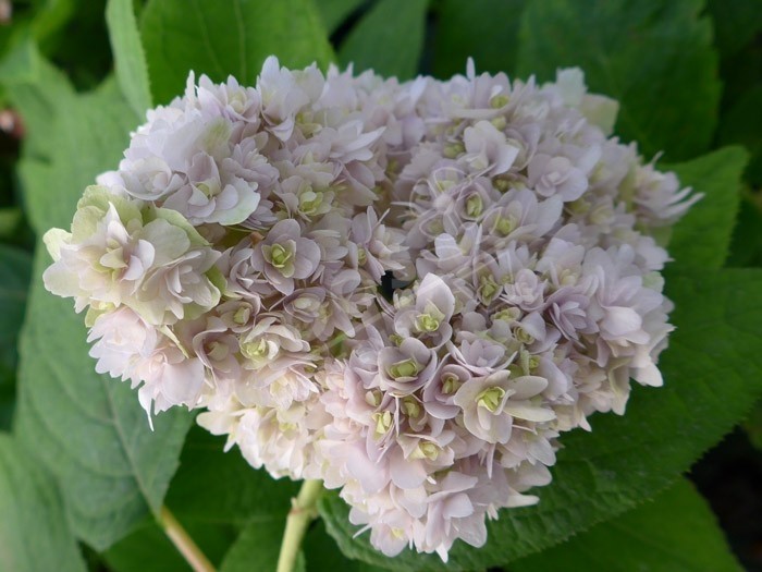 fleur épanouie HYDRANGEA involucrata 'Yokudanka'