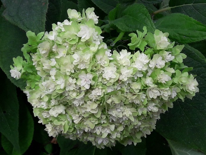 fleur HYDRANGEA involucrata 'Yokudanka'