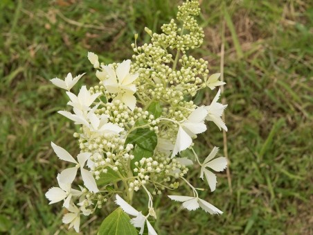 Hydrangea paniculata 'Bridal Veil'
