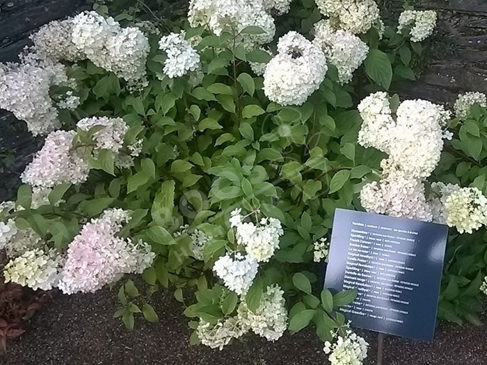 HYDRANGEA paniculata Diamantino®