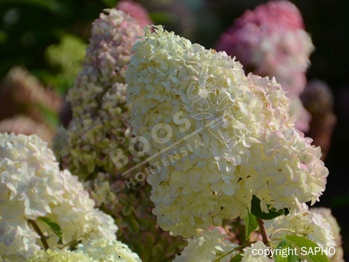 HYDRANGEA paniculata Diamantino®