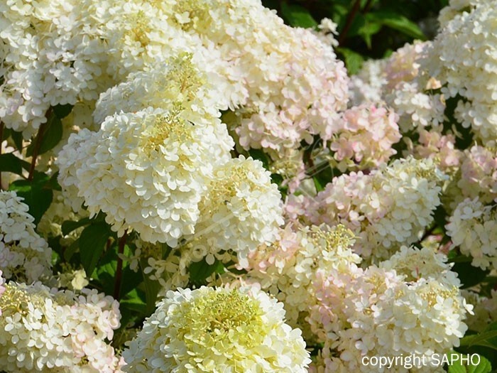 HYDRANGEA paniculata Diamantino®