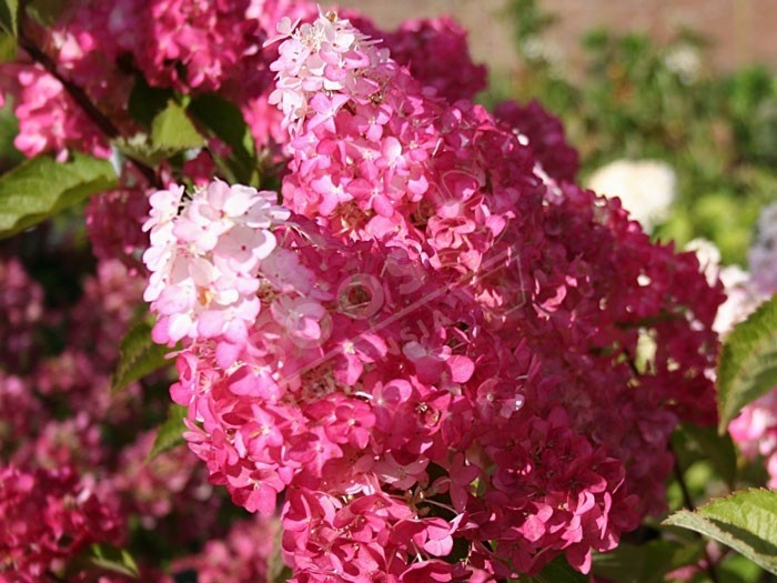 HYDRANGEA paniculata Fraise Melba®