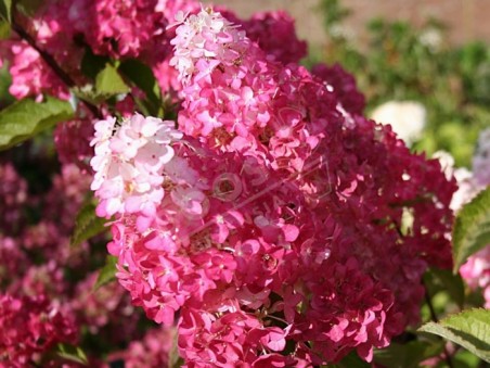 HYDRANGEA paniculata Fraise Melba®