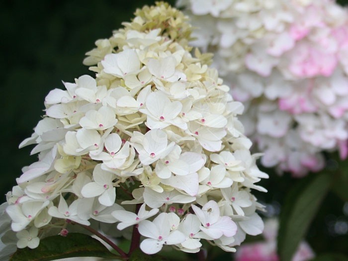 HYDRANGEA paniculata Fraise Melba®