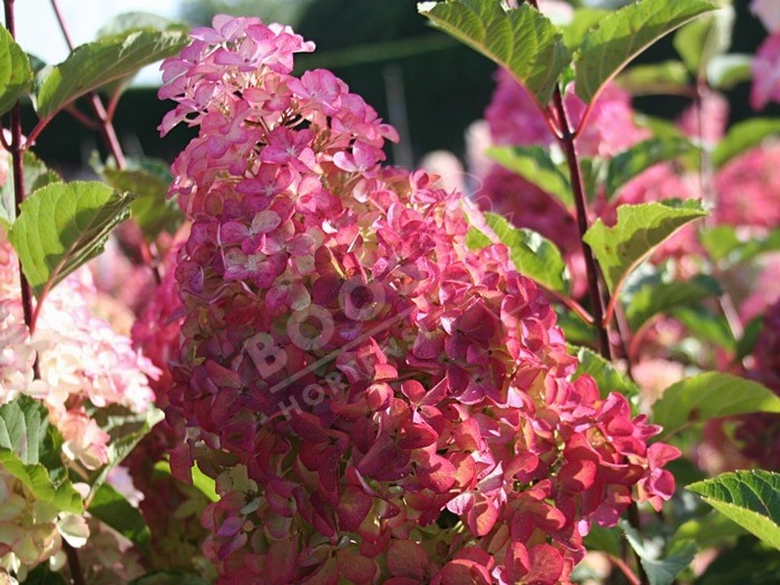 HYDRANGEA paniculata Fraise Melba®