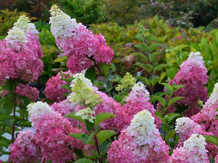 HYDRANGEA paniculata Fraise Melba®