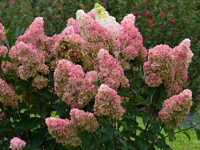 HYDRANGEA paniculata Fraise Melba®