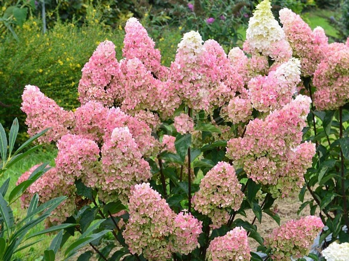 HYDRANGEA paniculata Fraise Melba®