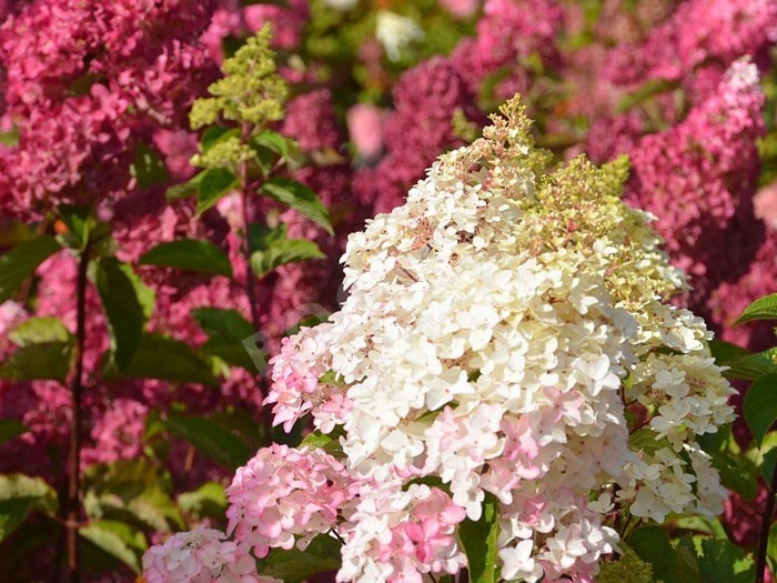 HYDRANGEA paniculata Fraise Melba®