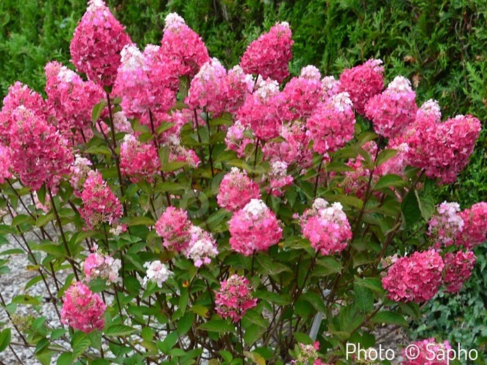 HYDRANGEA paniculata Framboisine®