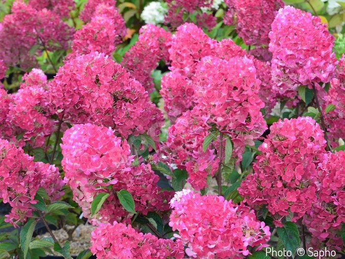HYDRANGEA paniculata Framboisine®