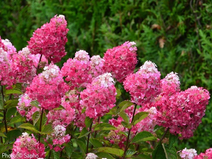 HYDRANGEA paniculata Framboisine®