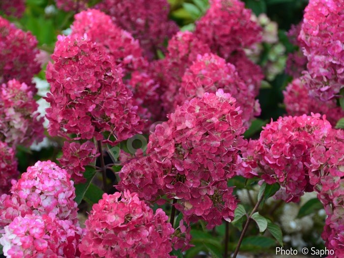 HYDRANGEA paniculata Framboisine®