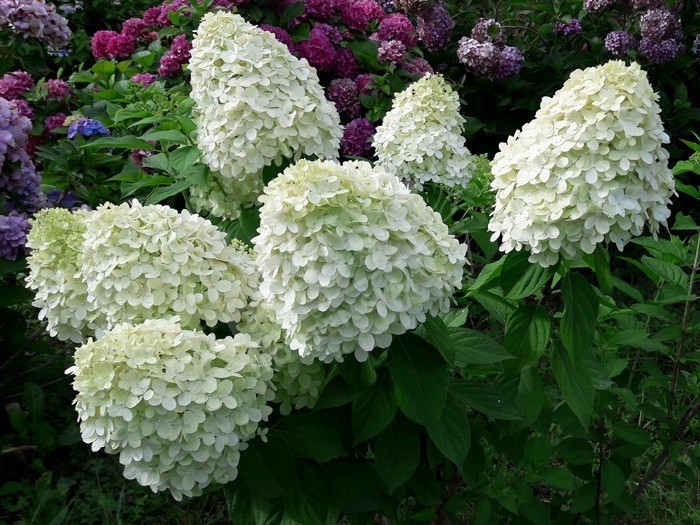 HYDRANGEA paniculata Limelight ®