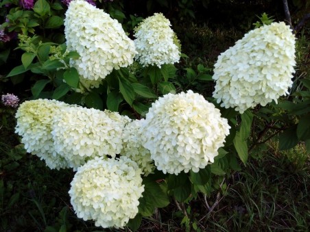 HYDRANGEA paniculata Limelight ®