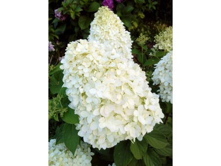 HYDRANGEA paniculata Limelight ®