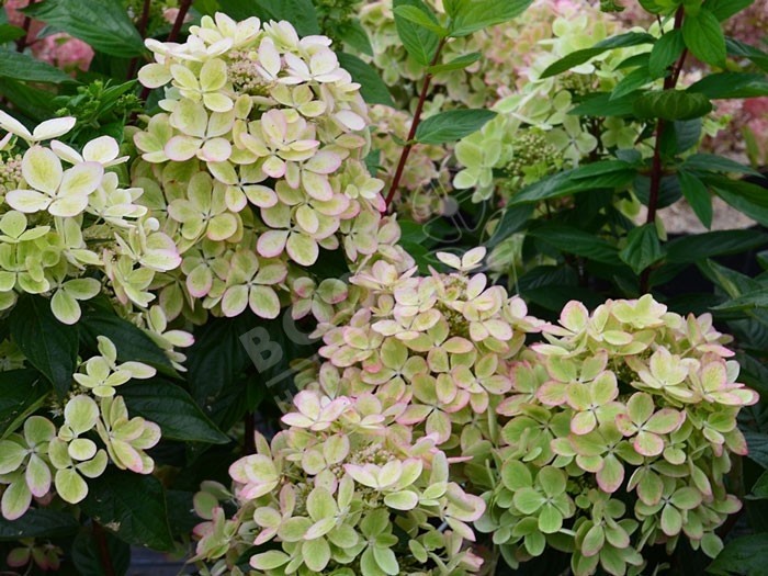 HYDRANGEA paniculata Pastel Green ®