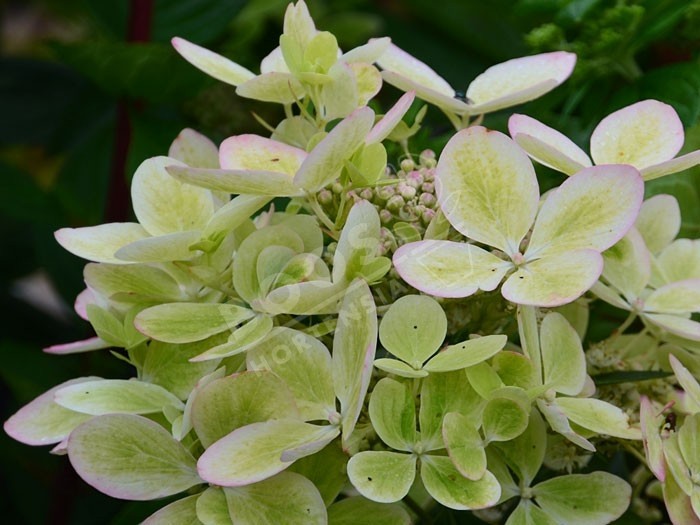 HYDRANGEA paniculata Pastel Green ®