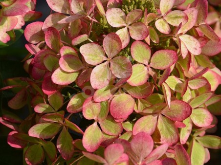 HYDRANGEA paniculata Pastel Green ®