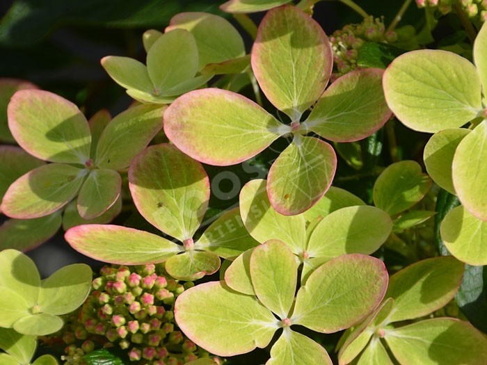 HYDRANGEA paniculata Pastel Green ®