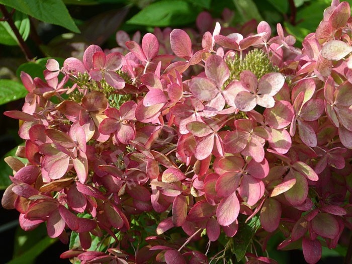 HYDRANGEA paniculata Pastel Green ®