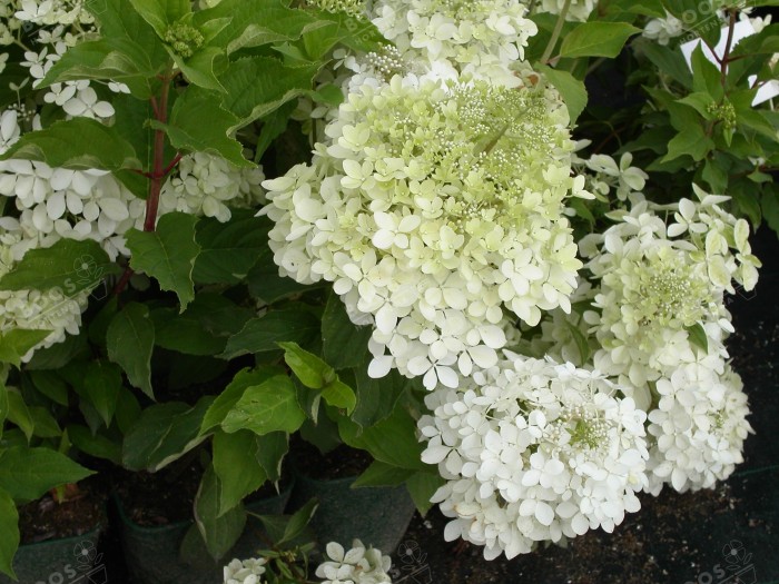 fleurs de hydrangea paniculata phantom début floraison