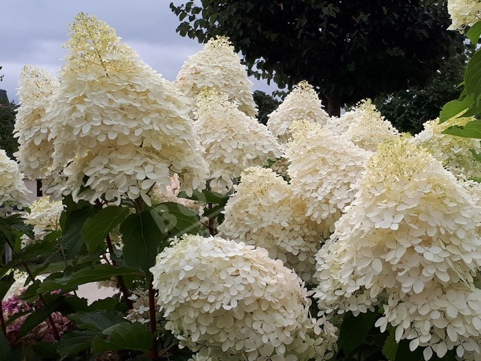 fleurs de hydrangea paniculata phantom