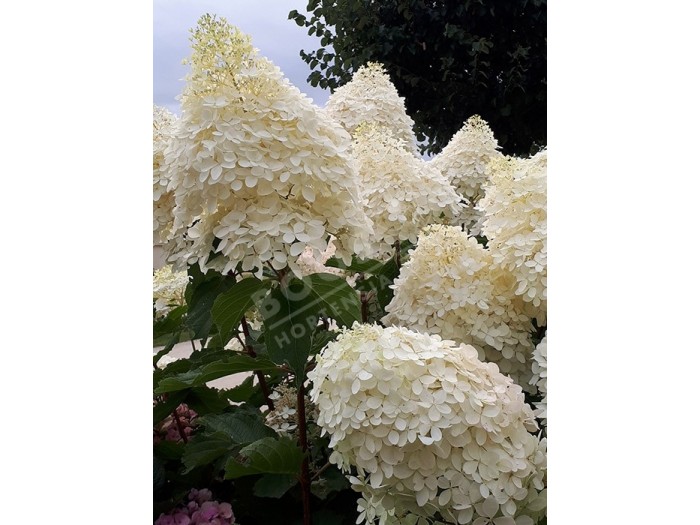 fleurs de hydrangea paniculata phantom