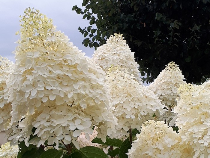 fleurs de hydrangea paniculata phantom