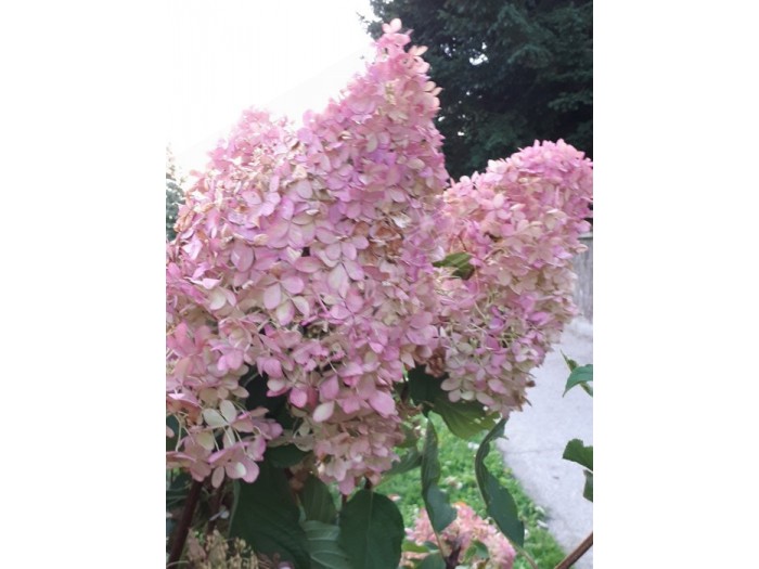 fleurs de hydrangea paniculata phantom coloration automne