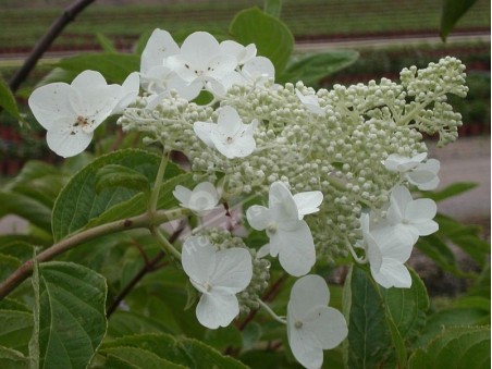 Hydrangea paniculata White Moth