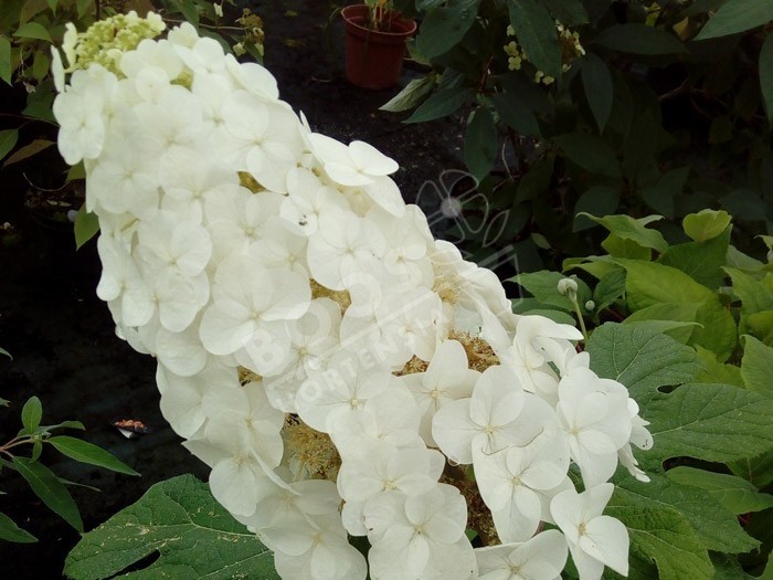 HYDRANGEA quercifolia Amethyst