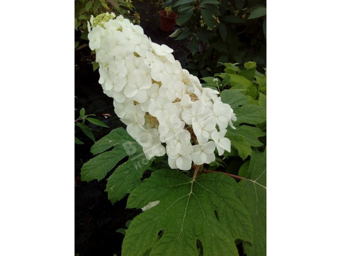 HYDRANGEA quercifolia Amethyst