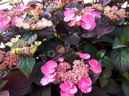 Hydrangea x serrata Daredevil®