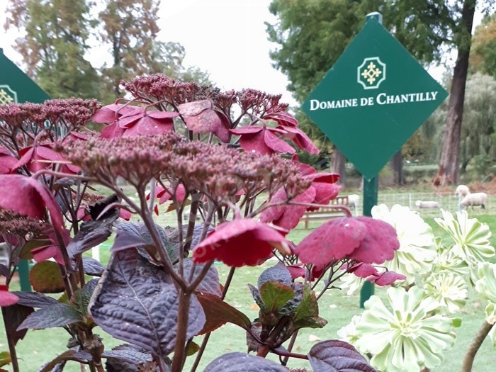 Hydrangea x serrata Daredevil®