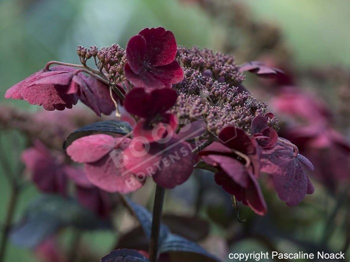 Hydrangea x serrata Daredevil®