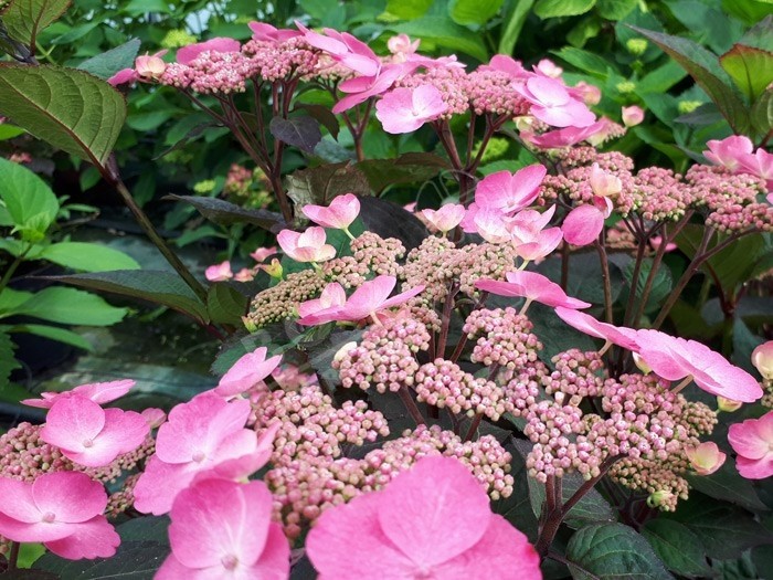 Hydrangea x serrata Daredevil®