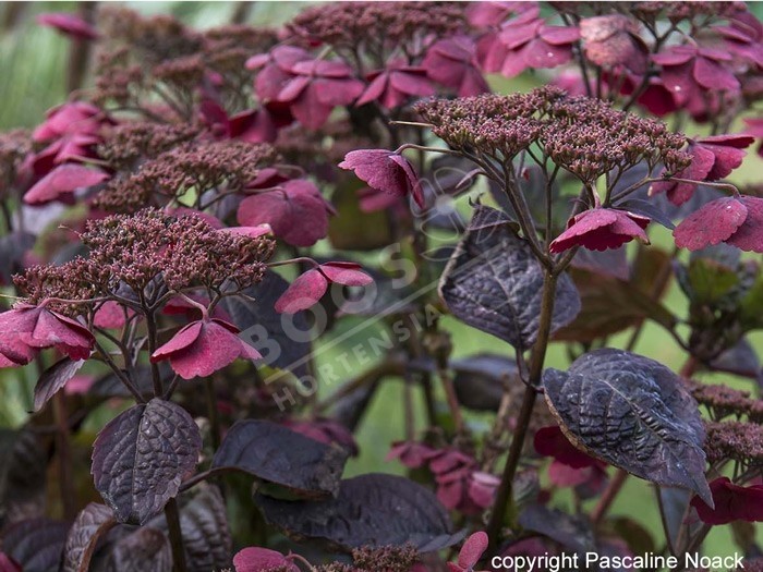 Hydrangea x serrata Daredevil®